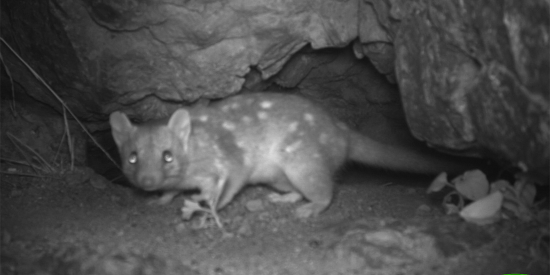 Roy Hill Environmental Fauna Survey Pilbara Western Australia